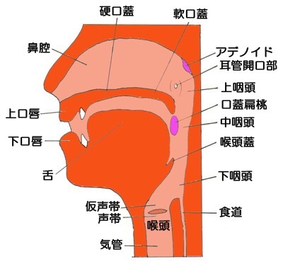 むせにくい飲み方のコツ